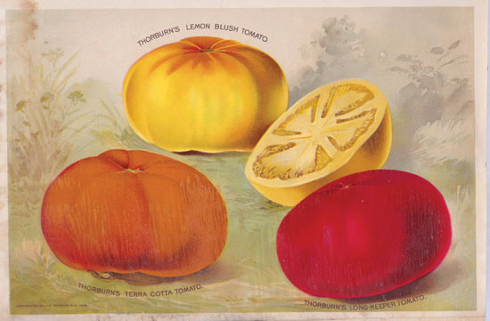 J.M. Thorburn & Company of New York introduced the Terra-Cotta Tomato in 1893, and it was featured in a chromolithograph that served as the frontispiece for their 1893 catalog.